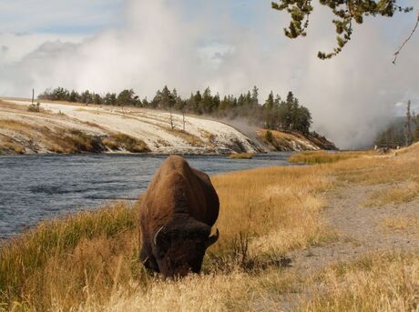 Yellowstone