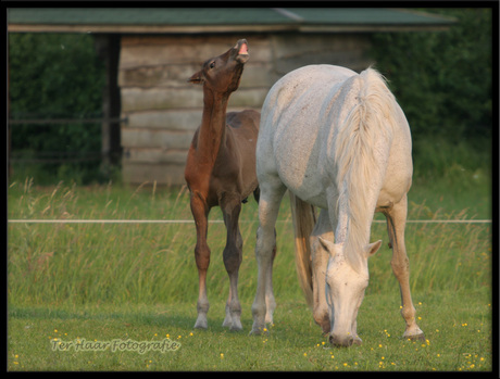 Paard