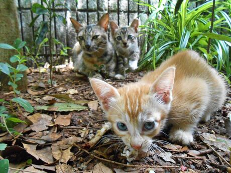 Street Cats of Jakarta