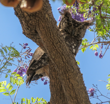Gevlekte ooruil, (Spotted eagle owl)