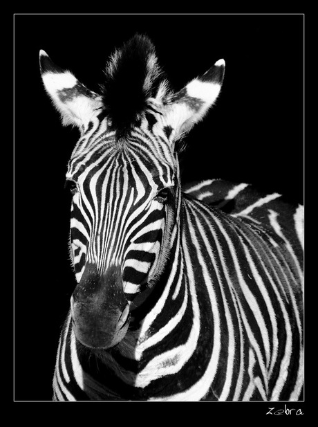 zebra-art