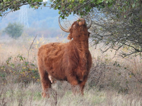 hongerige schotse hooghlander