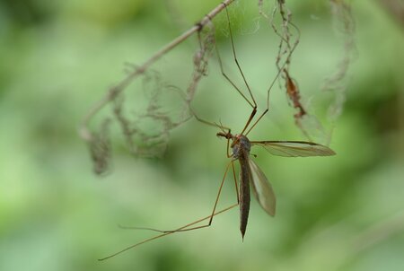 Tipula Maxima (langpootmug) - Langpootmuggen hebben zeer lange poten. Ze kunnen de poten makkelijk af laten breken als deze worden vastgepakt, dit wordt wel autotomie genoemd. Omd - foto door hayke op 30-04-2016 - deze foto bevat: macro, langpootmug, hayke, tipula maxima