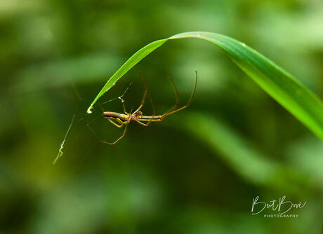 macro Hobokense Polder 1