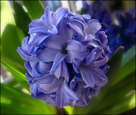 Hyacinth