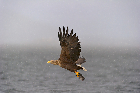 Zeearend - Haliaeetus albicilla met gevangen vis