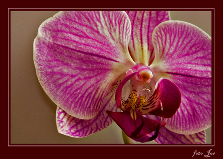Het binnenste van 'n Orchidee