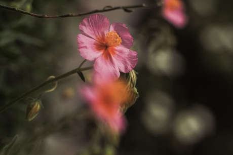 helianthemum vesicarium