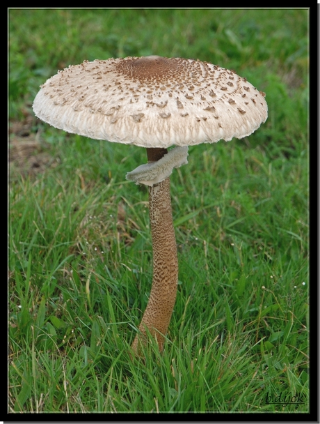 Grote parasolzwam.....