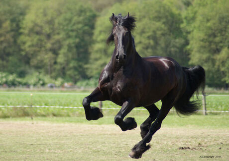 Fries in volle galop