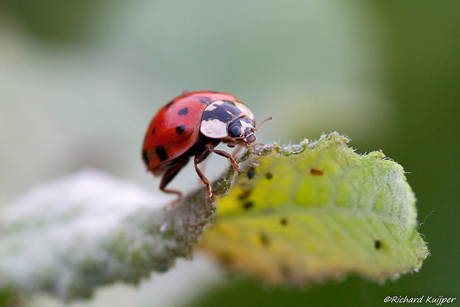 Veelkleurig Aziatisch lieveheersbeestje (Harmonia axyridis)