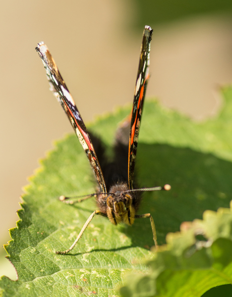 Atalanta, maar dan anders