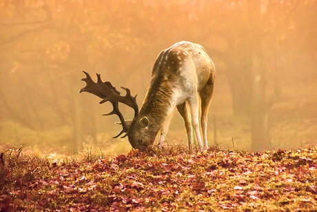 Amsterdamse Waterleidingduinen