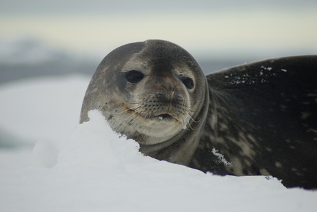 close op weddel seal