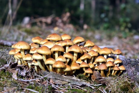 In het bos