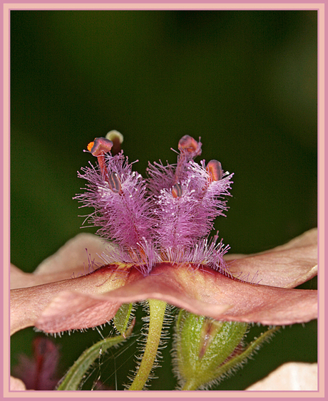 nog een verbascum