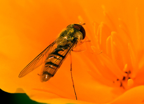 zweefje in t oranje