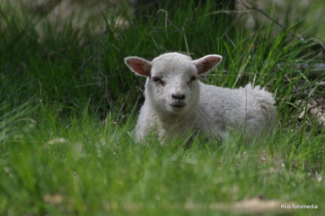 natuurgebied ter borg sellingen