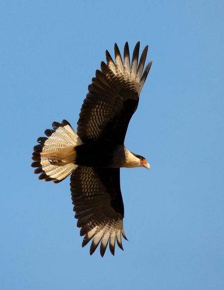 Caracará 2.jpg