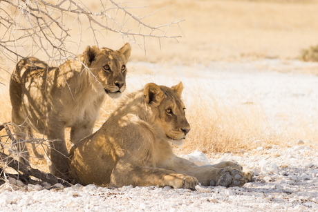 Lioness and daughter