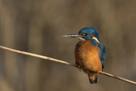 ijsvogel