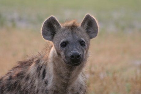 Spotted (gevlekte) hyena