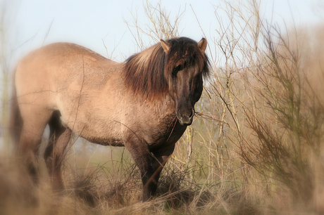 KONIKS PAARD