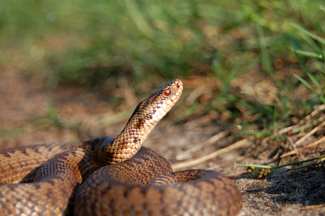 Nederlandse vrouwtjes Adder, Vipera Berus, De Veluwe