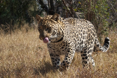 South Africa - Leopard