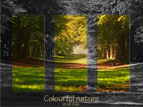 Colourful Nature