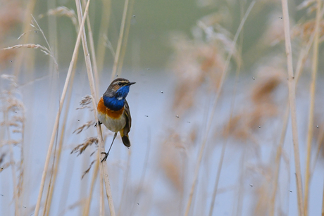 Ik raak de tel kwijt