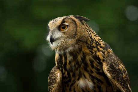 Buizerd