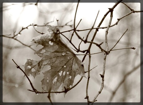 Eenzaam (in sepia)