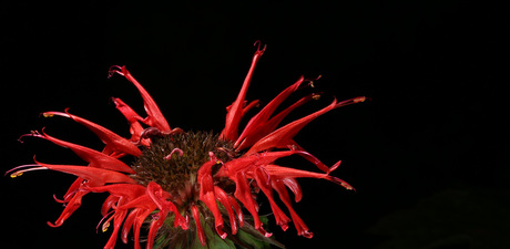 Monarda!