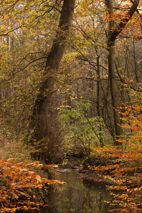 Rovertsche Leij in de herfst