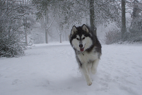 snowdog in Holland