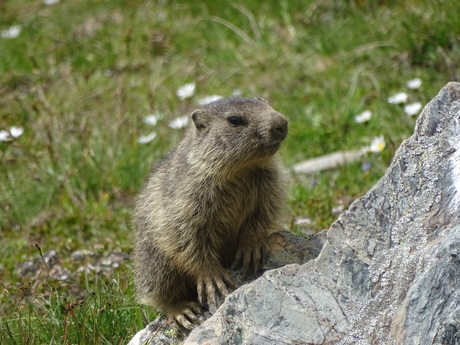 Marmot jong Grossglockner Oostenrijk
