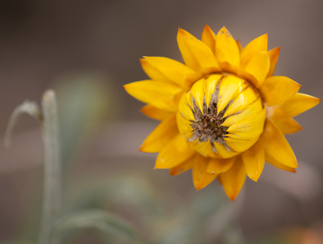 Gele Bloem uit Hortus Haren