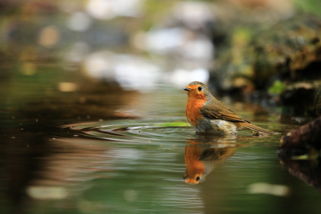 De Roodborst