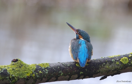 IJsvogelvrouw