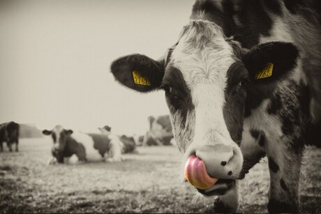 Cow's tongue