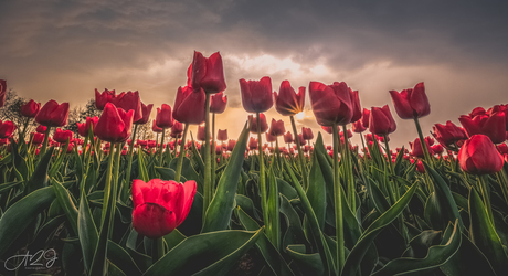 Tulipa Agenensis