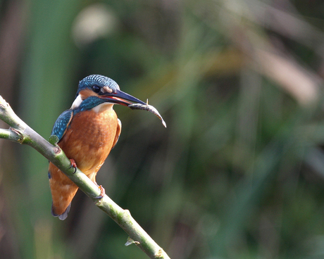 ijsvogel met visje