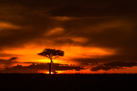 African Sunset in the Mara
