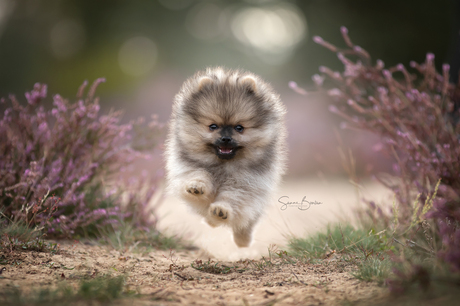 Pomeranian in actie