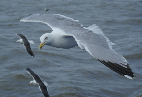 Zilvermeeuw (Larus argentatus)