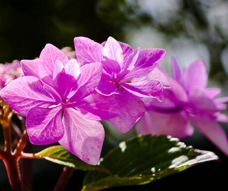 hortensia