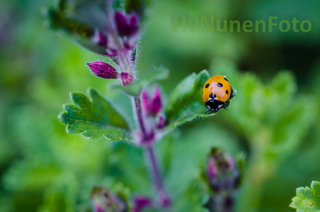 160611 Voortuin lieveheersbeestje-0034