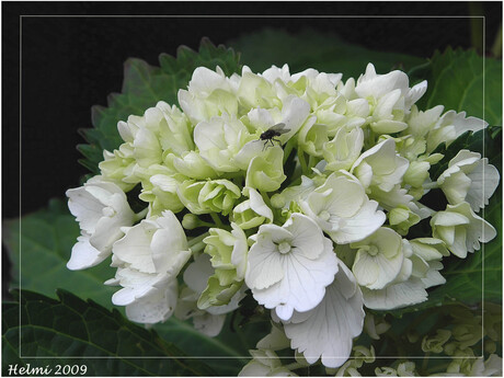 hortensia...