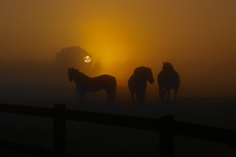 paarden in de mist